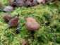 Lemezes tinóru (Phylloporus pelletieri), Zemplén
